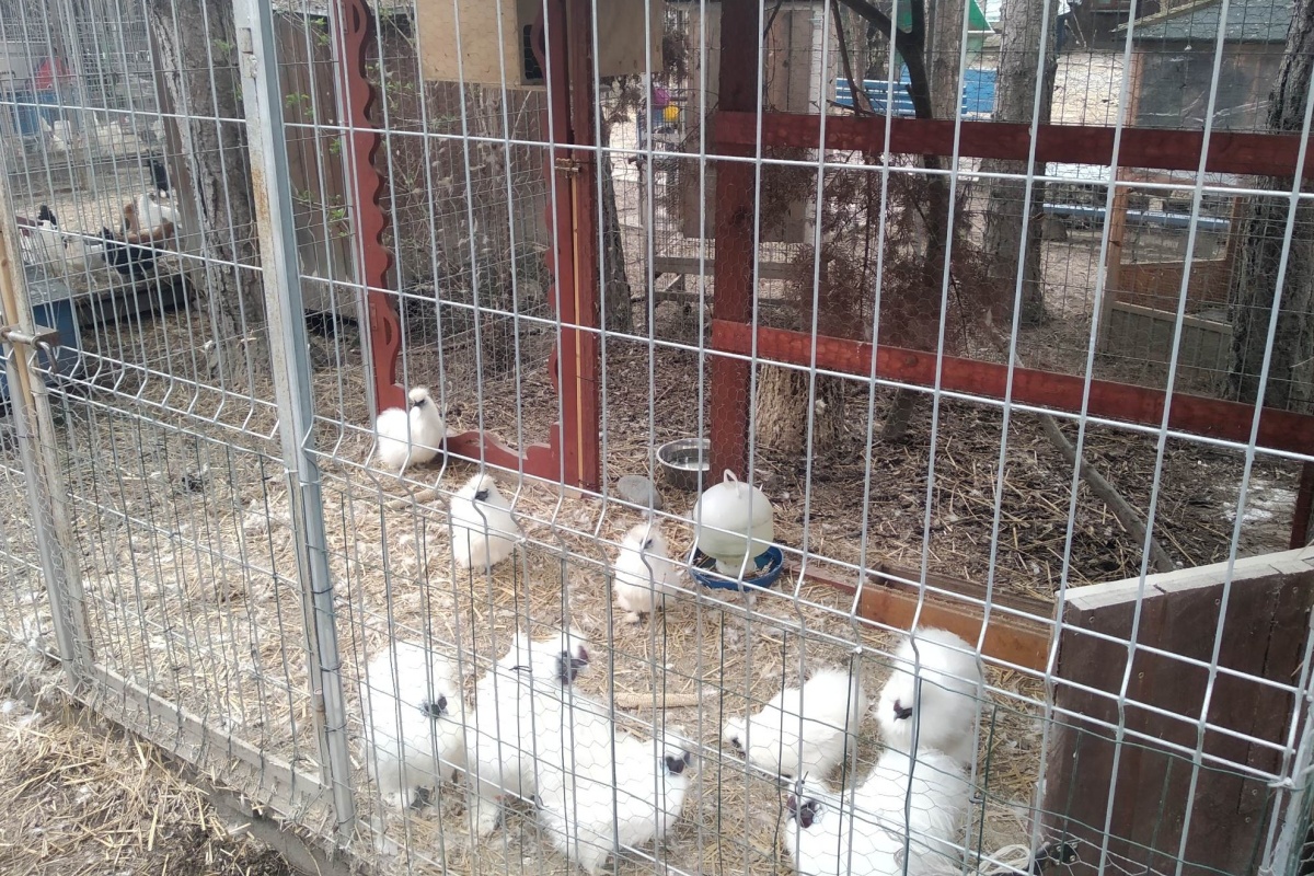 dubenka-002 dubenka-002